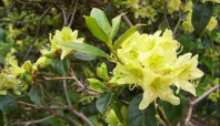 Rhododendron (2012)
