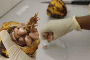Kakaobohnenernte im Labor