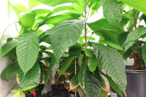 Kakaoplantage im Labor